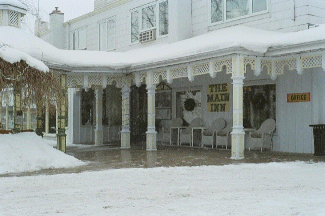 Fern in Winter